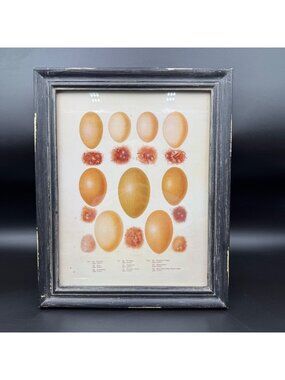 Creative Co-Op Framed Botanical Egg Study Framed Print Rustic Farmhouse Decor